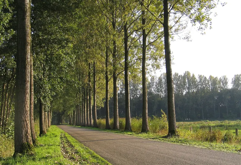 Een rustige asfaltweg loopt tussen een lange rij hoge populieren door. Rechts ligt een grasveld met paaltjes, daarachter staat bos. Het is zonnig.