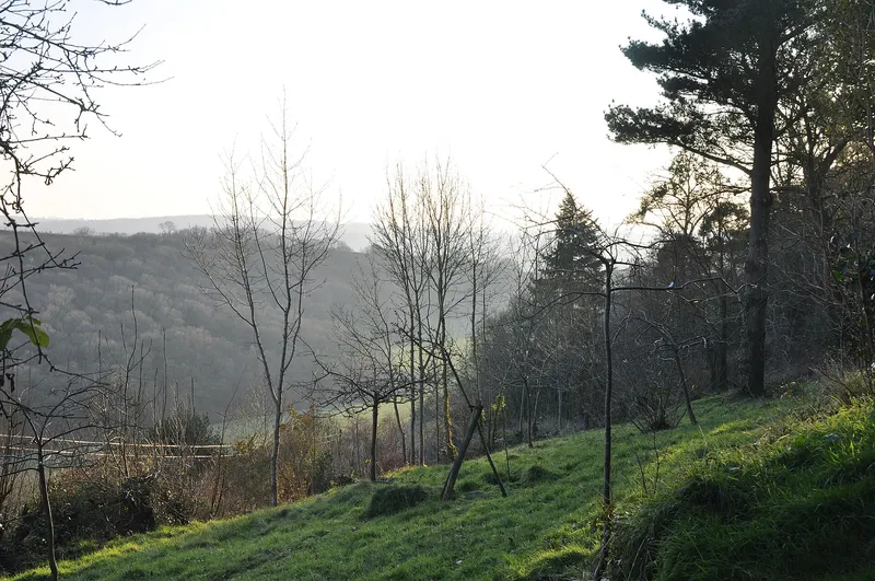 Glooiend grasland met kale bomen en een enkele den, met zicht op een bebost dal in nevelig tegenlicht. Op de achtergrond heuvels onder een lichte, witte lucht. Er staan geen mensen op.