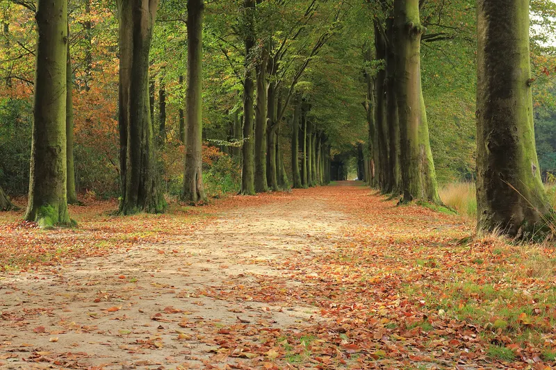 Een brede, onverharde laan door een bos in de herfst. Aan weerszijden staan rijen hoge beuken met bemoste stammen, het pad is bedekt met oranje en bruine bladeren. Er zijn geen mensen te zien.