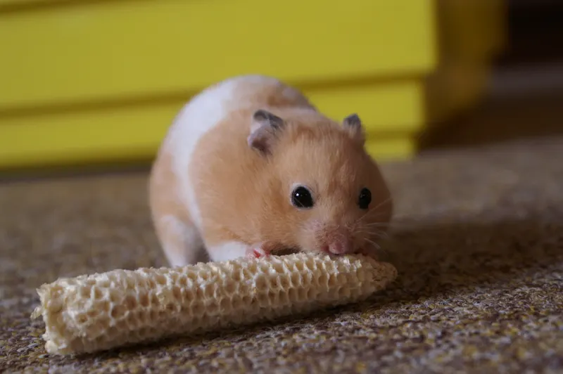 Een goudkleurige hamster met witte vacht op buik en flank knaagt op een gedroogde maiskolf. Het dier zit op vloerbedekking; op de achtergrond een onscherp geel meubel.