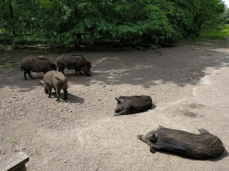 Vijf wilde zwijnen op een kale zandvlakte aan de rand van een loofbos. Drie zoeken naar voedsel, twee liggen languit in de zon. Linksonder in de hoek is een stukje van een houten paal of hek te zien.