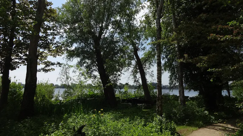 Hoge bomen en groen struikgewas in een park met gele bloemen op de voorgrond. Tussen de stammen staat een houten bank, rechtsonder loopt een pad en achter de bomen ligt water met in de verte gebouwen. Er staan geen mensen op.